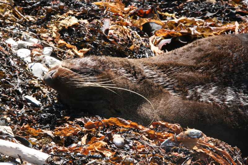 Nieuw-Zeeland 2011 - 1107